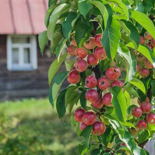 A close up square image of a columnar apple cultivar ‘Scarlet Sentinel’ growing in the garden.