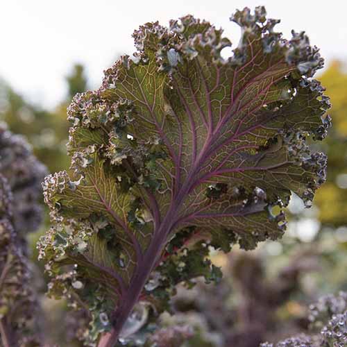 A close up square image of &lsquo;Scarlet&rsquo; kale growing in the garden pictured in light sunshine on a soft focus background.