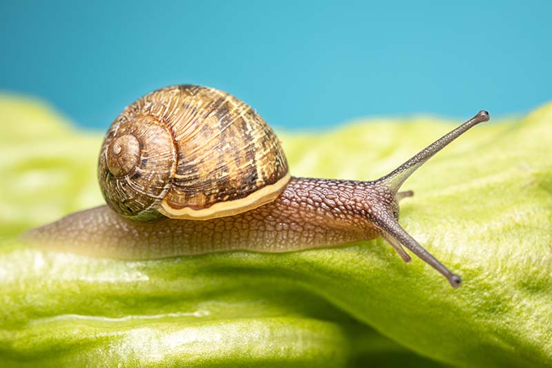A close up horizontal image of a snail munching on a lettuce leaf pictured on a soft focus background. The prevalence of these pests on salad greens is the inspiration for the popular “Slug and Lettuce” pub name in UK.