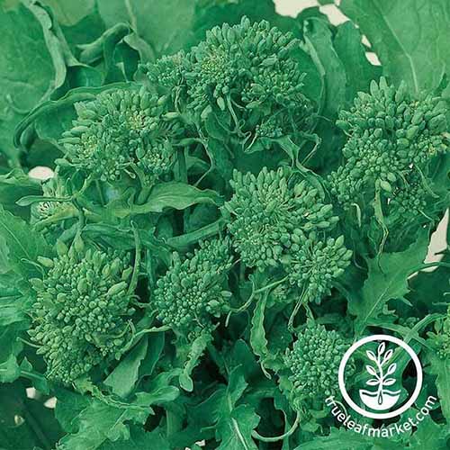A close up square image of &lsquo;Spring&rsquo; rapini growing in the garden. To the bottom right of the frame is green and white printed text.