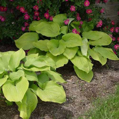 A close up square image of small &lsquo;Sum and Substance&rsquo; hosta plants with light green leaves growing in a garden border with pink flowers in the background.