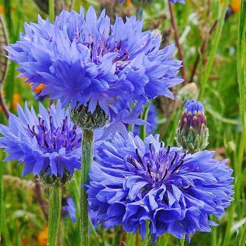 A close up square image of Centaurea cyanus ‘Tall Blue’ flowers growing in the garden fading to soft focus in the background.