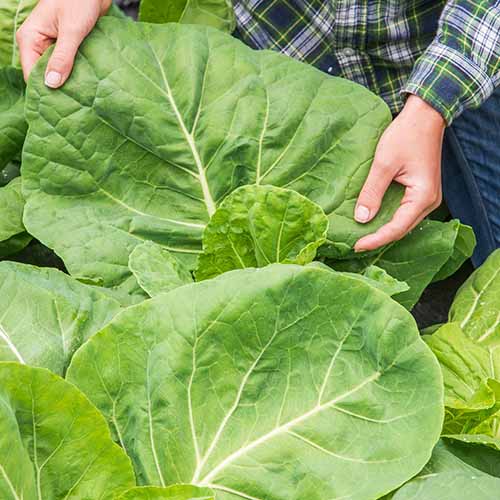 A close up square image of two hands from the top of the frame holding a large leaf of &lsquo;Tronchuda Beira&rsquo; kale growing in the garden.
