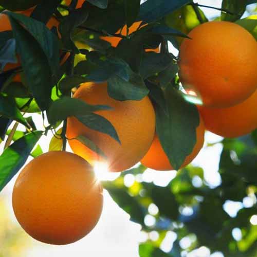 A close up square image of ripe ‘Valencia’ oranges growing in the garden pictured in light evening sunshine.