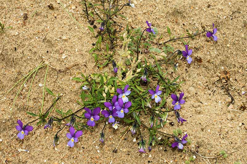 A close up horizontal image of tiny purple and yellow dune pansies growing in a sandy location.