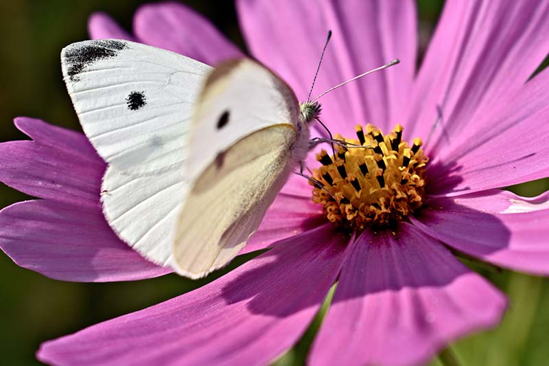 A close up horizontal image of a white cabbage moth feeding on a pink flower pictured in bright sunshine.