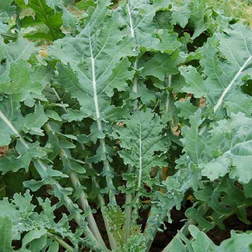 A close up square image of &lsquo;White Russian&rsquo; kale growing in the garden.