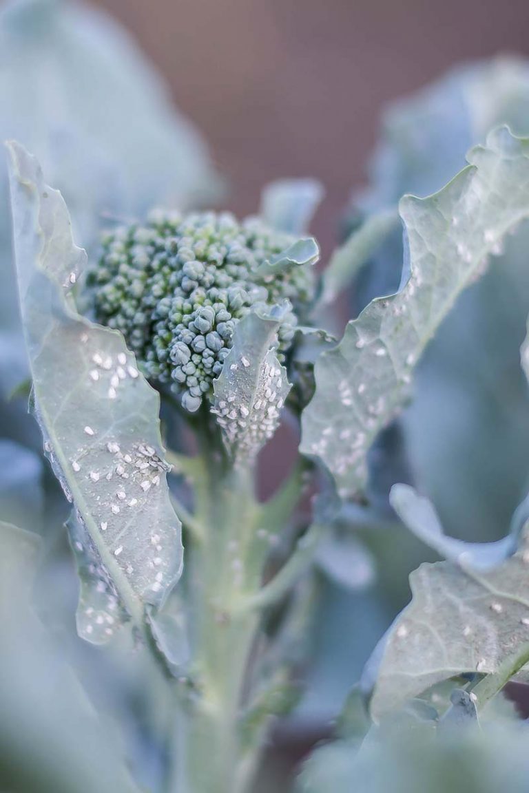 How to Identify and Control Common Broccoli Pests Gardener’s Path