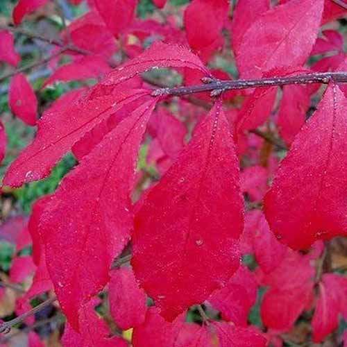 A close up square image of the bright red foliage of Euonymus ‘Chicago Fire’ pictured on a soft focus background.
