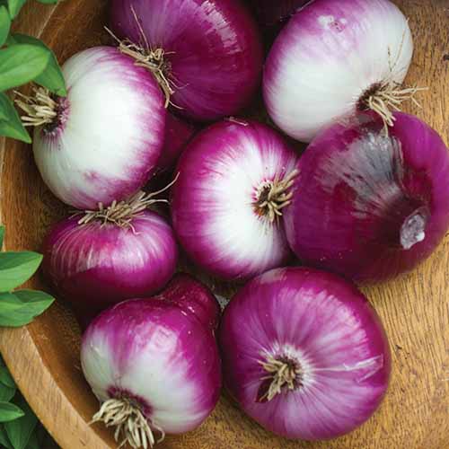 A close up square image of ‘Cippolini Red’ onions set in a wooden bowl.