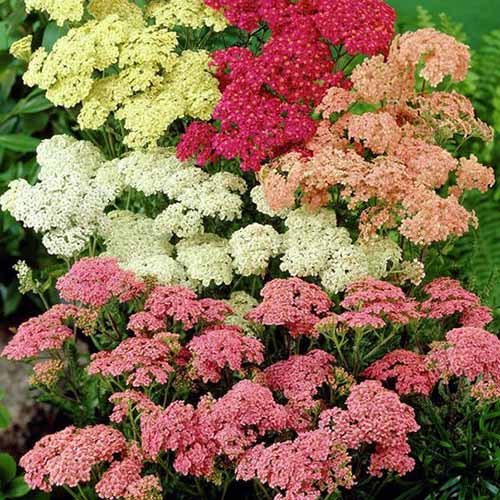 A close up square image of of different colored yarrow flowers growing in the garden.