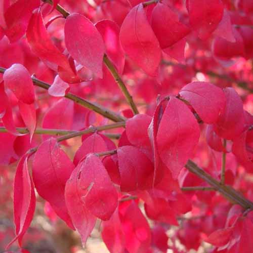 A close up square image of the bright red foliage of Euonymus ‘Compacta’ pictured on a soft focus background.