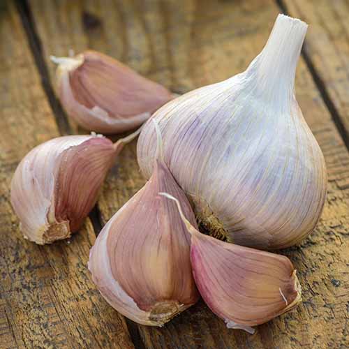A close up square image of a garlic bulb and cloves set on a wooden surface.