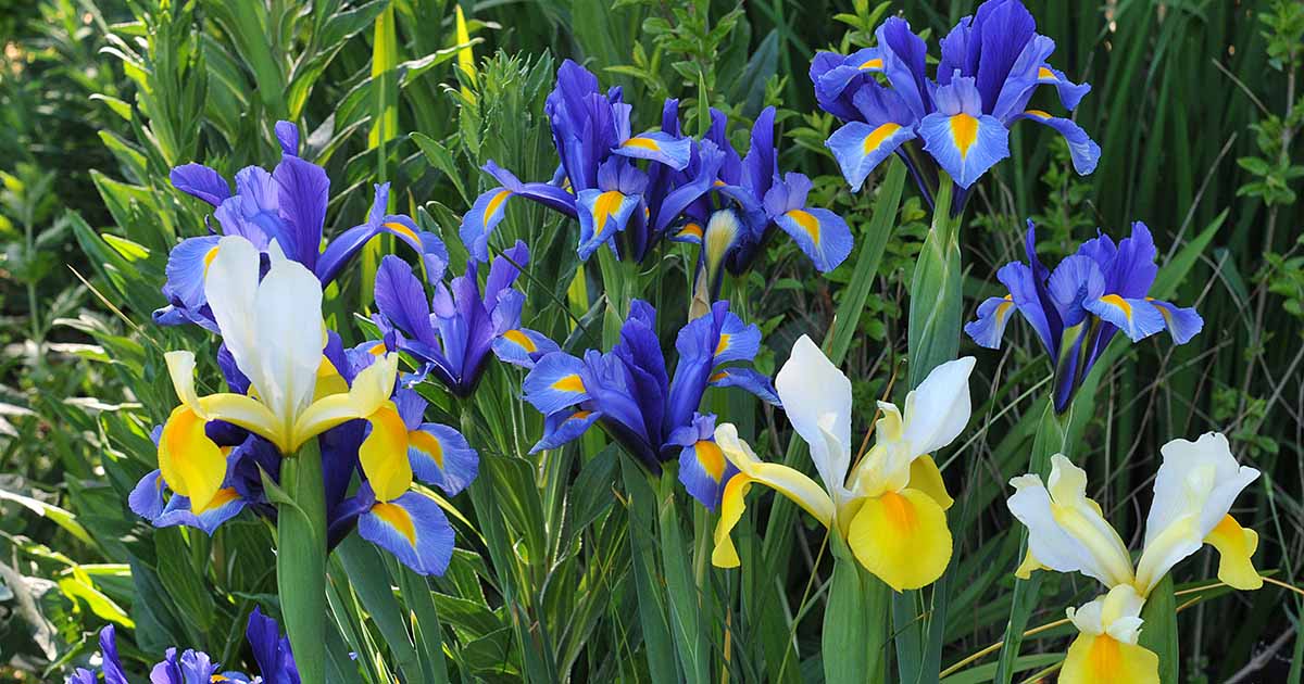 How to Grow and Care for Bulbous Iris Gardener’s Path