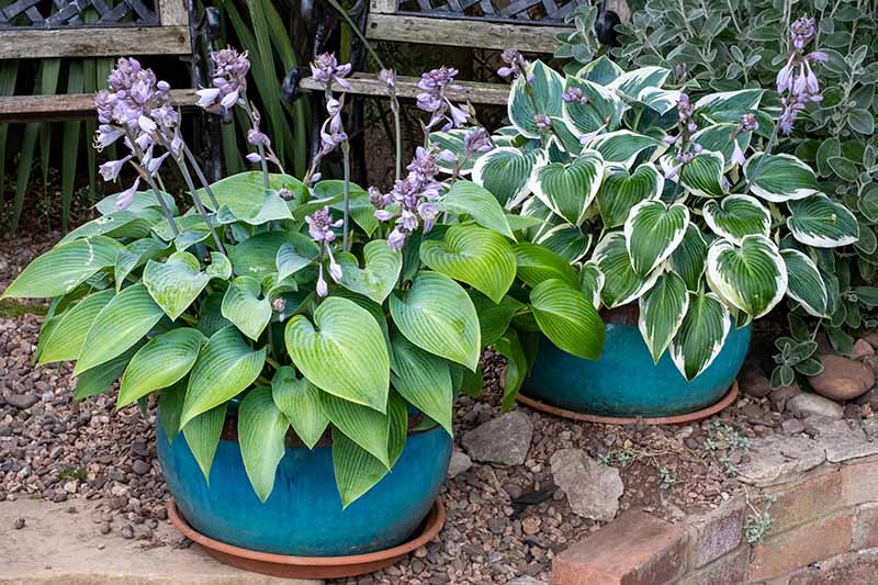 How to Grow Hostas in Containers Gardener’s Path