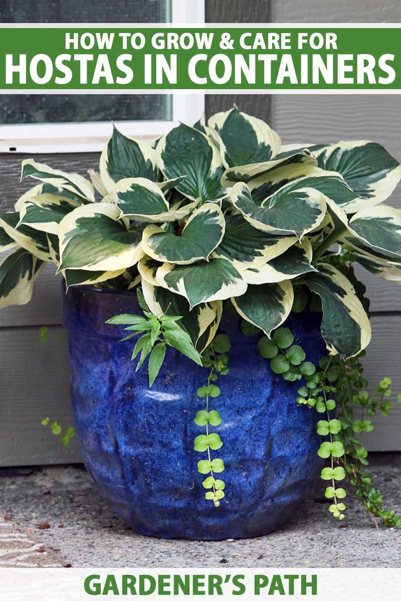 How to Grow Hostas in Containers Gardener’s Path