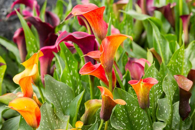 How to Grow and Care for Calla Lilies Gardener’s Path