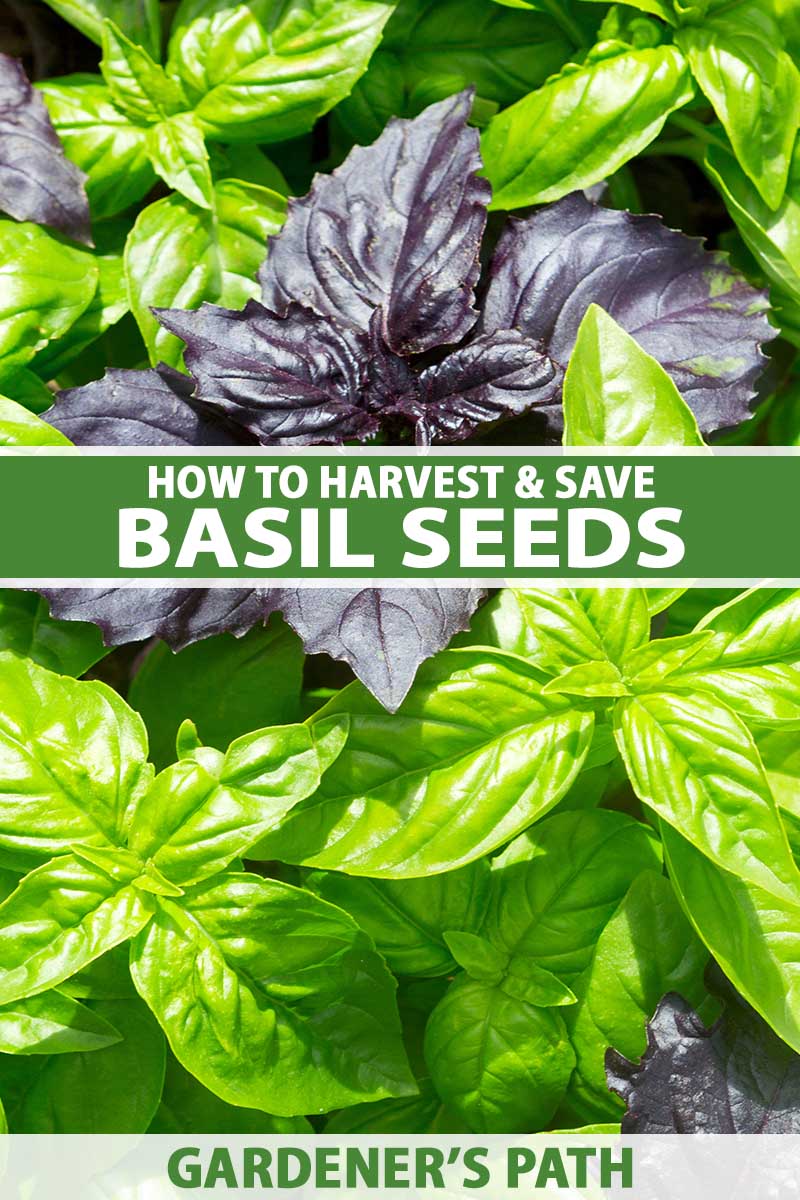 How to Harvest and Save Basil Seed Gardener’s Path