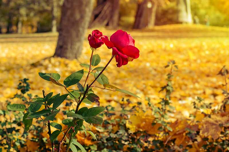 Tips for Planting Roses in the Fall Gardener’s Path