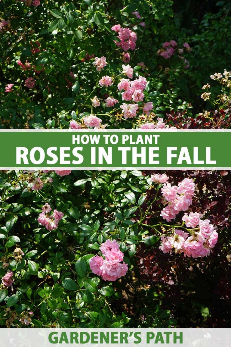 Tips for Planting Roses in the Fall Gardener’s Path