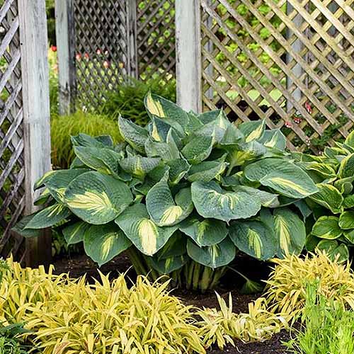 A close up square image of a large &lsquo;Hudson Bay&rsquo; hosta plant growing in the garden with a trellis in the background.