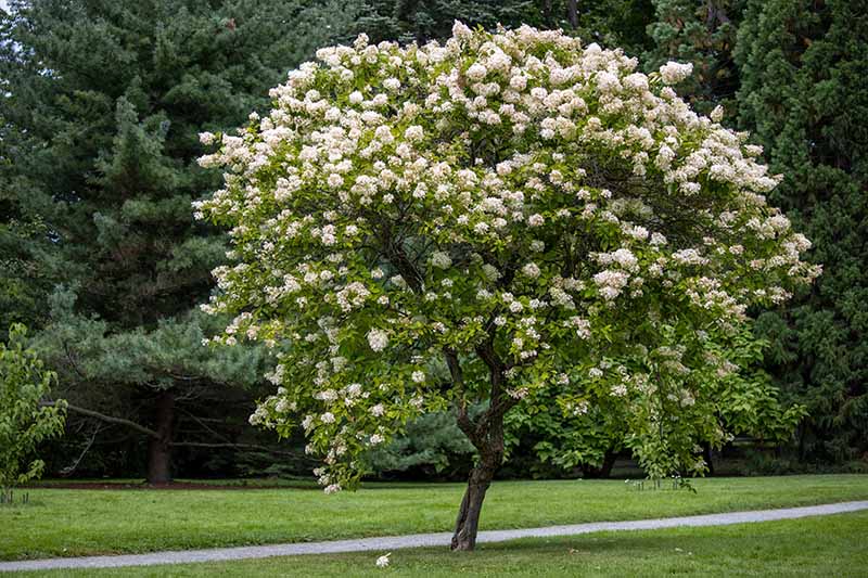 How to Shape Your Hydrangea into a Tree Gardener’s Path