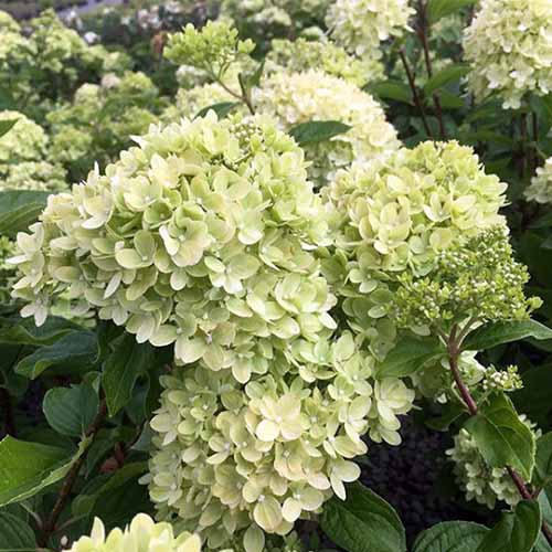 A close up square image of &lsquo;Little Lime&rsquo; hydrangea growing in the garden.