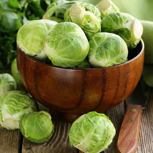A close up square image of a wooden bowl filled with &lsquo;Long Island&rsquo; sprouts set on a wooden table with a knife.
