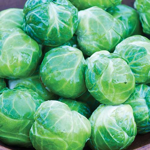 A close up square image of a pile of freshly harvested &lsquo;Mighty&rsquo; brussels sprouts.