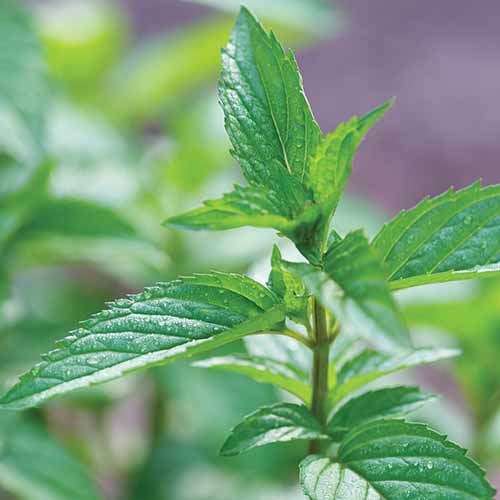 A close up square image of a peppermint plant pictured on a soft focus background.