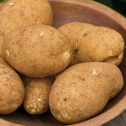 A close up square image of a pile of ‘Rio Grande Russet’ potatoes in a wooden bowl.