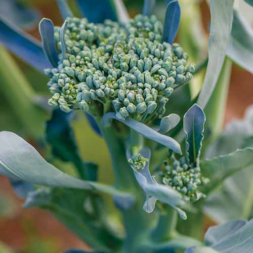 A close up square image of &lsquo;Royal Tenderette&rsquo; broccoli growing in the garden pictured on a soft focus background.