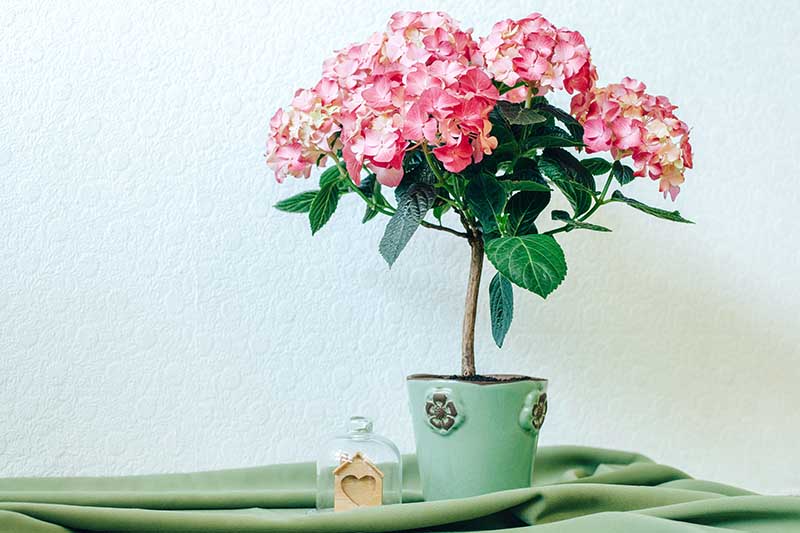 A close up horizontal image of a pink hydrangea growing in a small pot set o a green fabric.