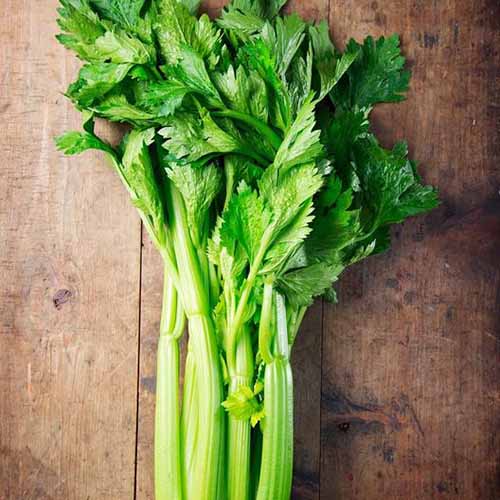 A close up square image of ‘Tall Utah’ celery set on a wooden surface.