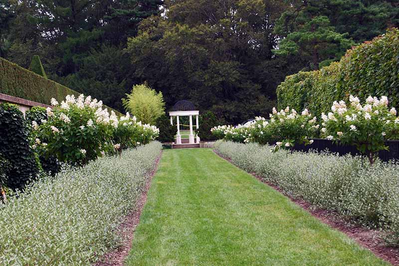 A horizontal image of a formal garden flanked with borders of tree hydrangeas.