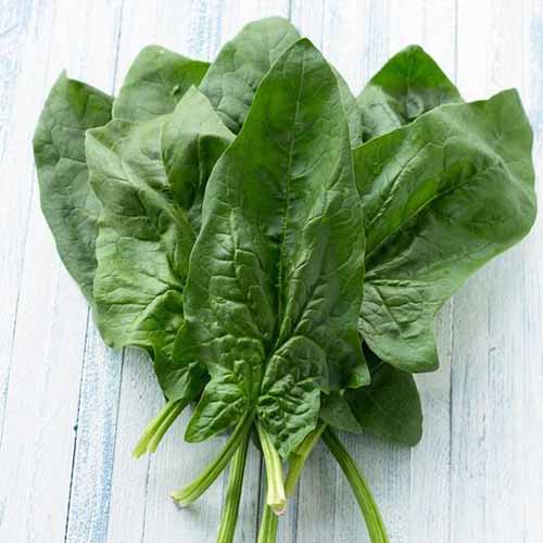 A close up square image of freshly harvested leaves of ‘Viroflay’ spinach on a wooden surface.