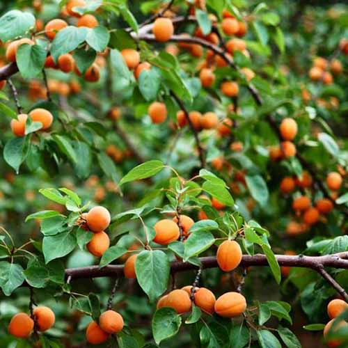 How to Grow and Care for Apricot Trees Gardener’s Path