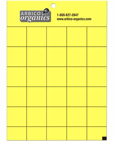 A close up square image of a yellow sticky trap for monitoring insect pests in the garden.