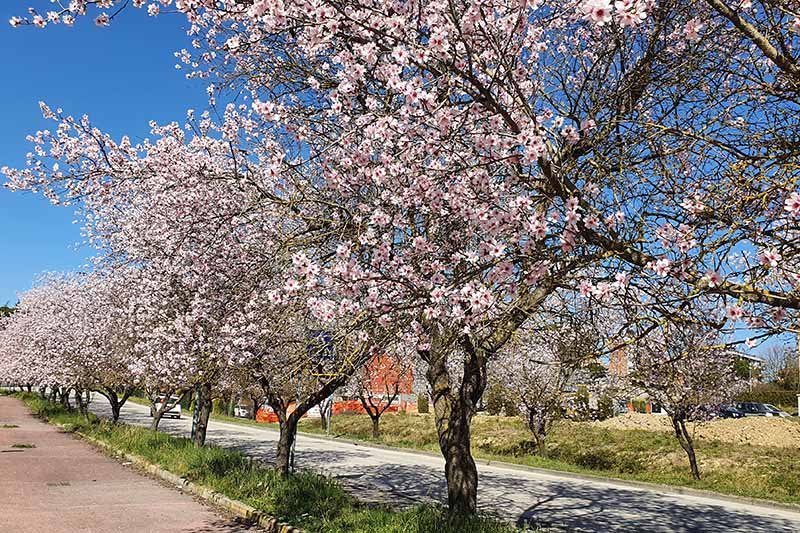 A horizontal image of a row of almond trees in full bloom growing by the side of a street pictured on a blue sky background.