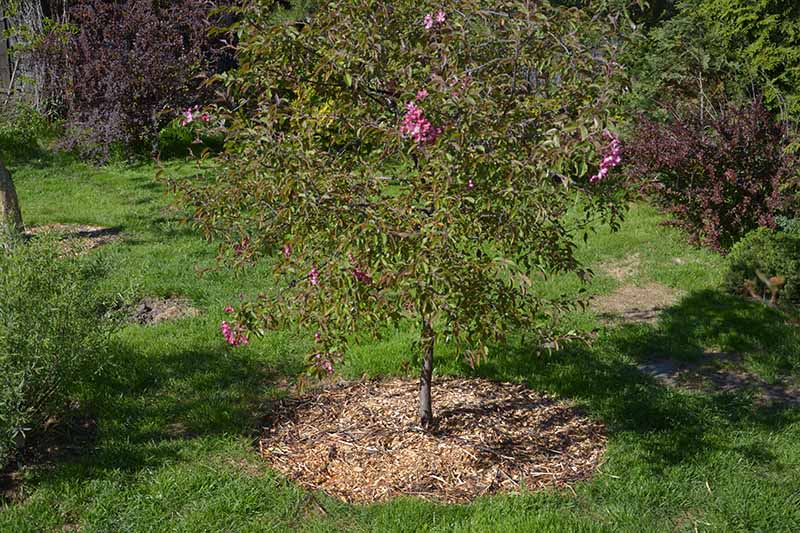 A horizontal image of a young apple tree growing in the spring garden surrounded by a layer of mulch.