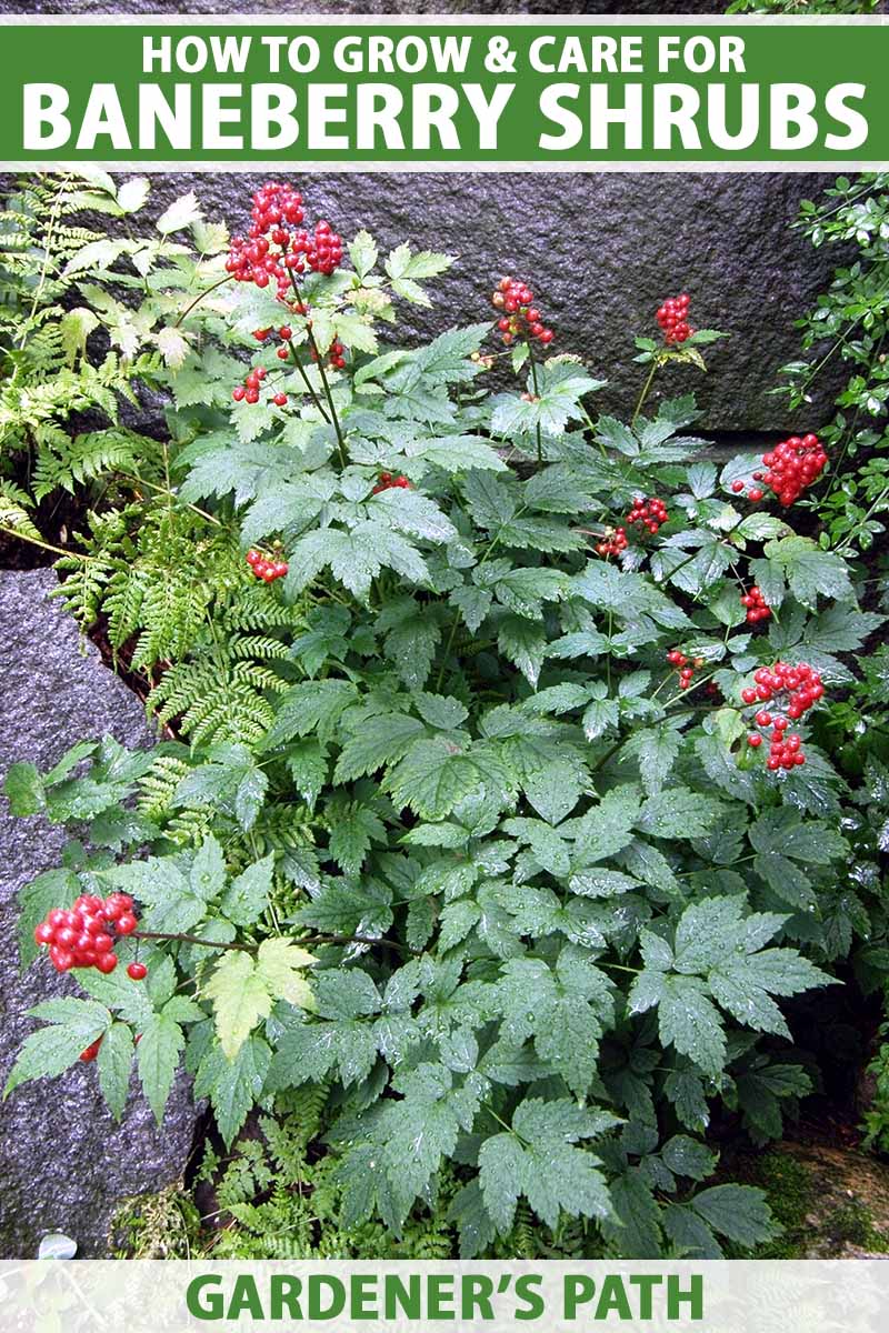 A close up vertical image of a red baneberry plant growing in a shady location with ferns and rocks. To the top and bottom of the frame is green and white printed text.