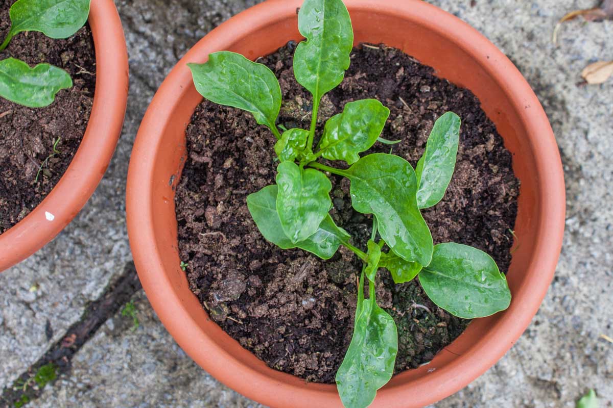 A close up horizontal image of small spinach plants growing in terra cotta pots set on a concrete surface.
