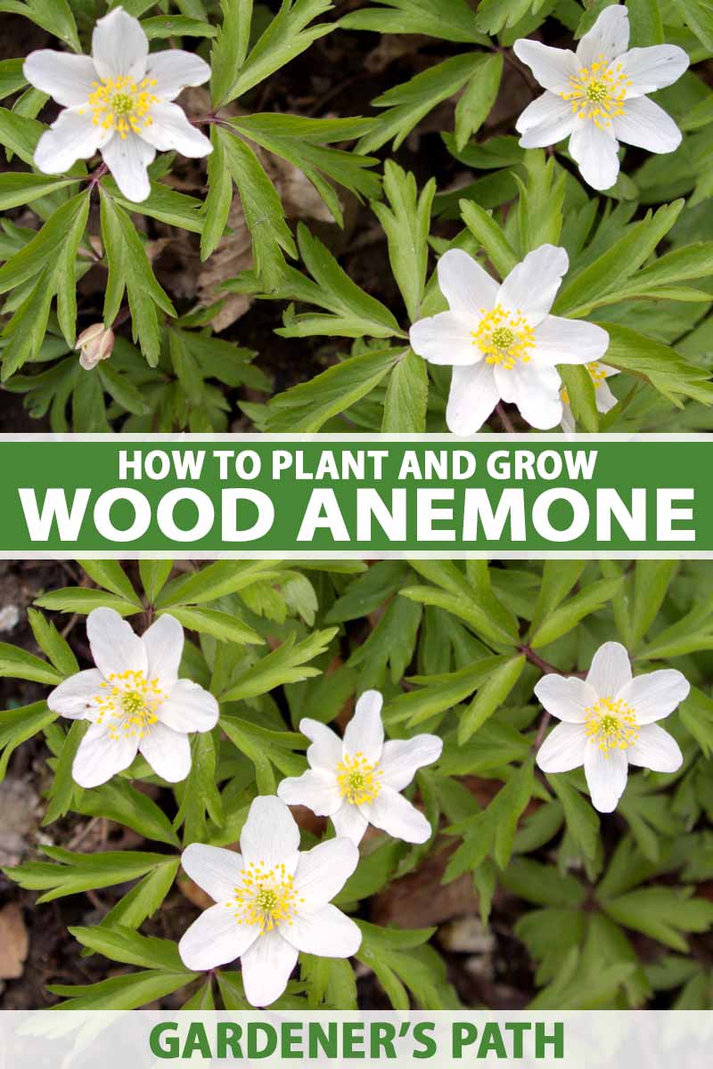 A close up vertical image of small white wood anemone flowers growing in the garden. To the center and bottom of the frame is green and white printed text.