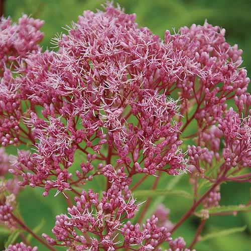 A close up square image of ‘Little Joe’ flowers pictured on a soft focus background.