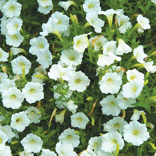 A close up square image of Shock Wave &lsquo;Coconut&rsquo; white petunias growing in the garden.