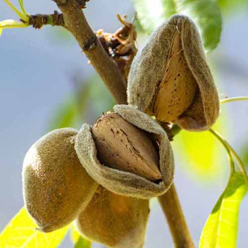 How and When to Prune Almond Trees Gardener’s Path