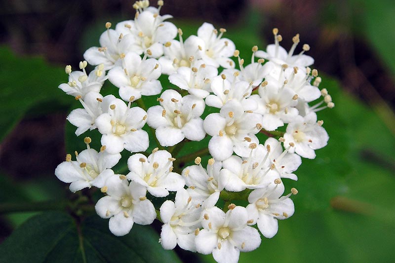 A close up horizontal image of the white flowers of Viburnum rafinesquianum growing in the garden pictured on a soft focus background.
