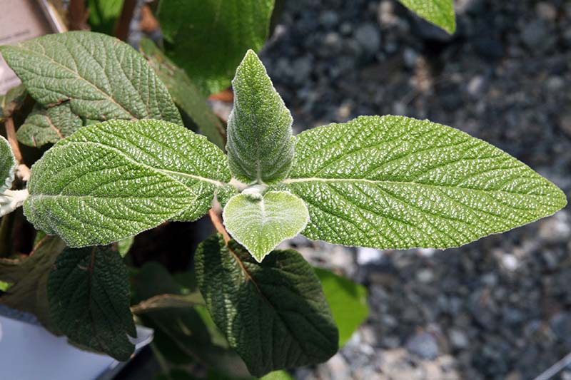 A close up horizontal image of the foliage of Viburnum rhytidophyllum growing in the garden pictured on a soft focus background.