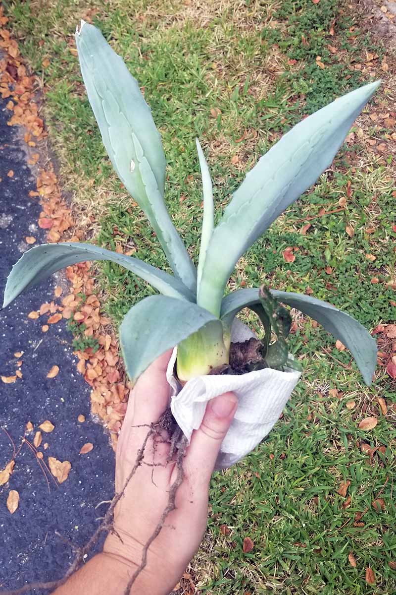 A close up vertical image of a bare root agave plant ready to be set out in the garden.