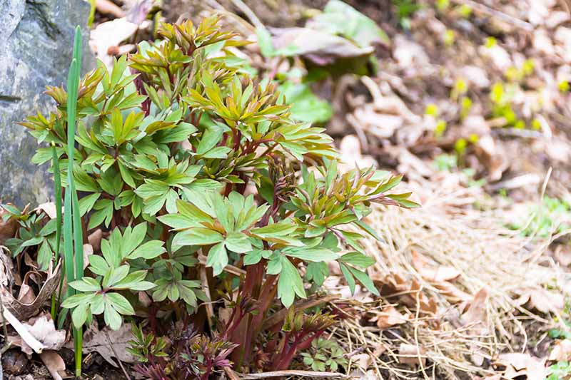 A close up horizontal image of the foliage of a small bleeding hearts plant emerging from the ground in springtime.